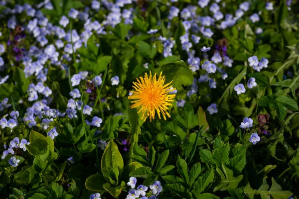 緑の芝生の牧草地で黄色の種の花 緑の背景に黄色のタンポポ マクロ写真に最適です — ストック写真
