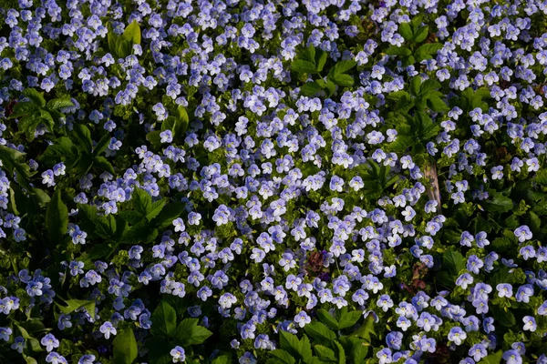 Top View Field Blue Nemophila Flowers Spring Sunny Day — стоковое фото