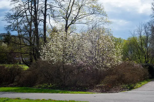 Árbol Grande Flor Blanca Magnolia Que Florece Contra Cielo — Foto de Stock