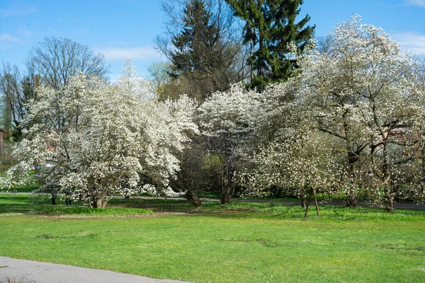 Mature Magnolia Tree Binomial Name Magnolia Loebneri Merrill Full Bloom — Stock Photo, Image