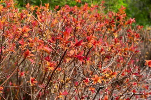 Nahaufnahme Roter Blätter Einem Busch Während Der Frühjahrsblüte — Stockfoto