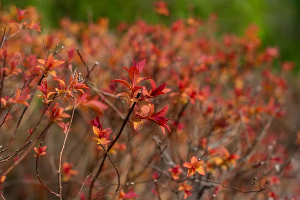 Nahaufnahme Roter Blätter Einem Busch Während Der Frühjahrsblüte — Stockfoto