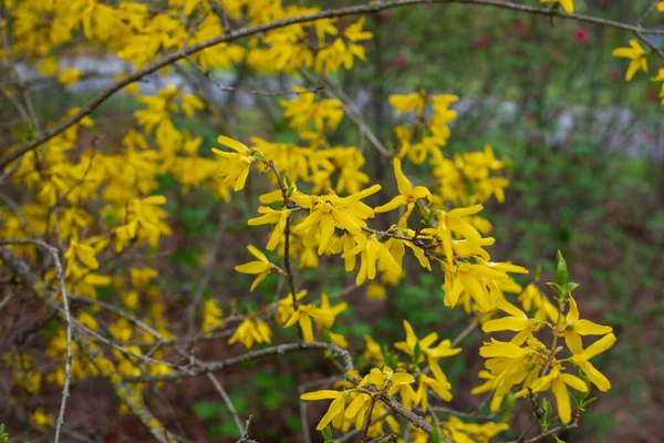 Primer Plano Una Rama Flores Amarillas Florecientes Cytisus Scoparius Escoba —  Fotos de Stock