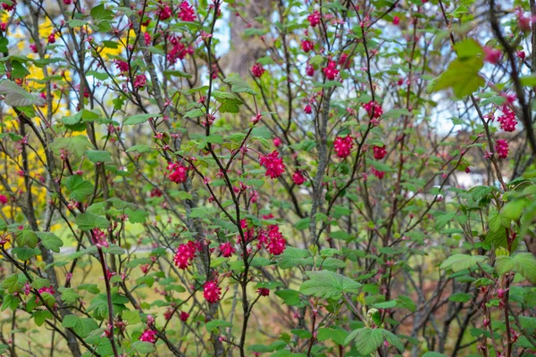Floreciente Grosella Ribes Sanguineum Primavera —  Fotos de Stock