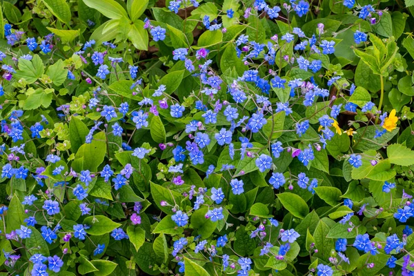 Omphalodes Verna Vanliga Namn Krypande Navelwort Eller Blåögd Mary Örtartad — Stockfoto