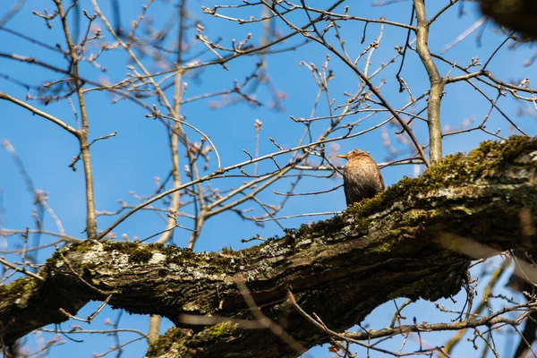 Портрет Звичайного Птаха Сидить Гілці Дерева Блакитному Небі — стокове фото