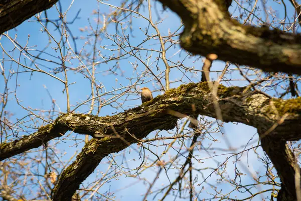 Portrét Obyčejného Kosa Sedícího Větvi Stromu Proti Modré Obloze — Stock fotografie