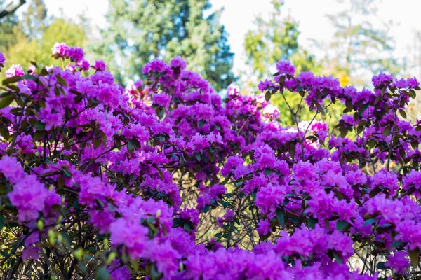 Fioletowy Krzew Rododendronowy Wieloma Pięknymi Kwiatami — Zdjęcie stockowe