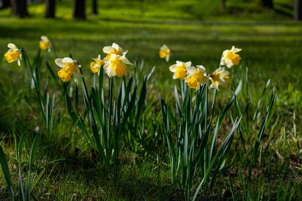 Narciso Blanco Con Una Flor Amarilla Jardín Abril Gran Campo — Foto de Stock