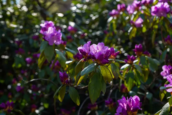 Kwitnący Różowy Krzew Rododendronowy Zbliżenie — Zdjęcie stockowe