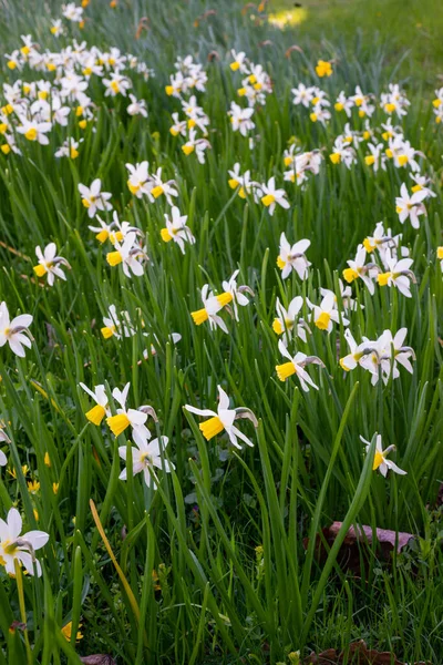 Белый Нарцисс Желтым Ядром Цветет Саду Апреле Большое Поле Нарцисса — стоковое фото