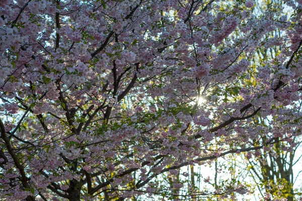 Όμορφη Άνοιξη Ανθίζει Κεράσι Ξεθώριασμα Παστέλ Ροζ Και Λευκό Φόντο — Φωτογραφία Αρχείου