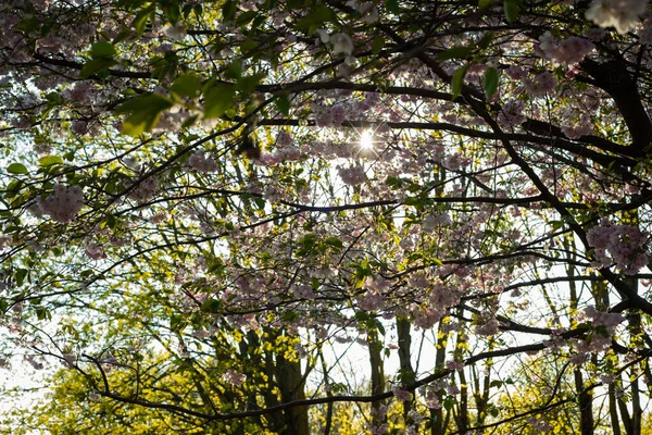 Beautiful Flowering Japanese Cherry Sakura Background Flowers Spring Day Macro — Stock Photo, Image