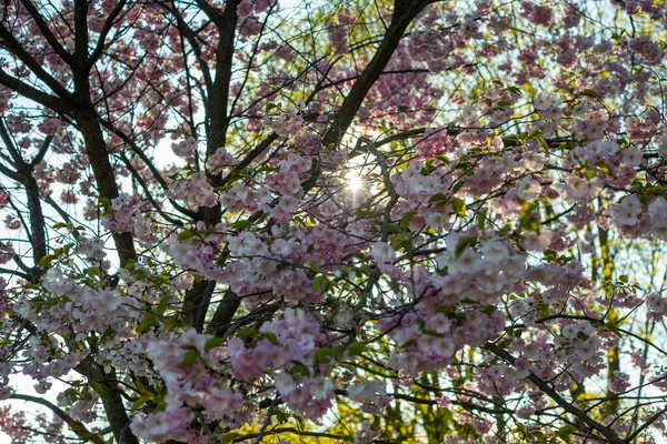 Beautiful Flowering Japanese Cherry Sakura Background Flowers Spring Day Macro — Stock Photo, Image