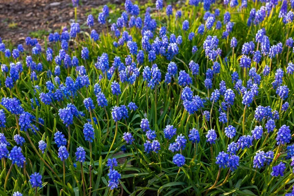 Дикие Голубые Весенние Цветы Полевые Цветы Маленькие Цветы Размытый Абстрактный — стоковое фото