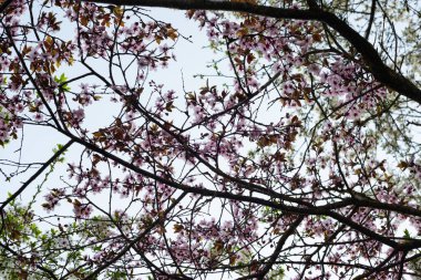 Erik ağacında pembe mor bahar çiçeği deseni. Yeşil yapraklı pembe-mor erik çiçeğinin yakın çekimi. Bulanık arkaplan.