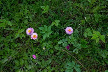 Yeşil yapraklı kırmızı çiçek yoncaları. Üst görünüm