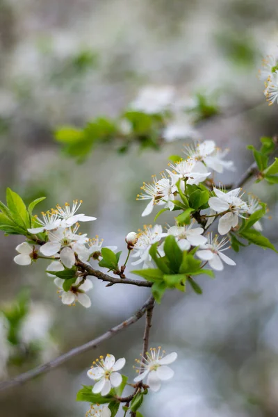 White spring flowering flower in a plum tree. Close-up of a white plum blossom with green leaves. Blurred background.