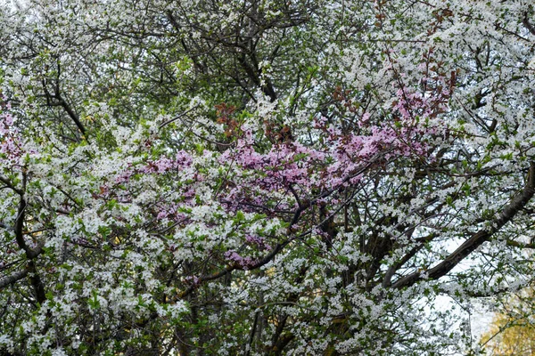 Spring Flowering Garden Plum Trees White Pink Flowers Beautiful Floral — Stock Photo, Image