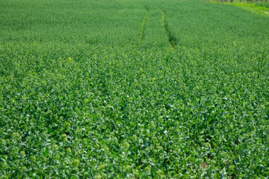 Tatlandırılmamış tecavüz şekli geniş bir tecavüz tarlası çiçek açıyor. Dokular.