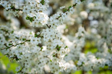 Beyaz çiçek açan kiraz ağacı. Doğal yakın çekim fotoğrafçılık. Bahar teması.