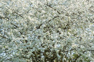 Beyaz kiraz çiçekleriyle çiçek açan ağaçlar. Güzel bahar arkaplanı