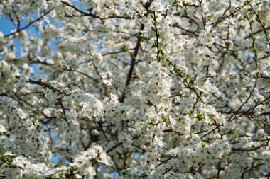 Beyaz çiçek açan kiraz ağacı. Doğal yakın çekim fotoğrafçılık. Bahar teması.
