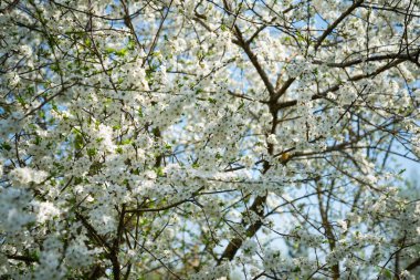Güneşli bir günde beyaz çiçek açan ağaç dalları kapanır. Bahar doğası kavramı. Seçici odak