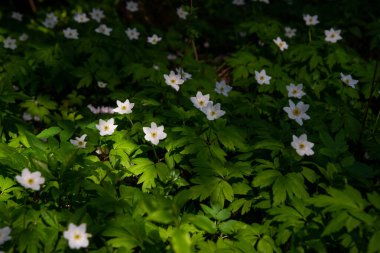 Beyaz küçük bahar çiçekleri yeşil çayır arkaplanını kapatır