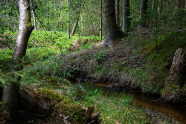 Temiz su kaynaklı orman nehri yeşil ağaçlardan oluşan bir ormanın içinden akar..