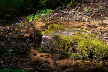 Bataklık bölgesindeki ormanda yeşil yosunlarla kaplanmış ahşap tahta yaz güneşi tarafından aydınlatılır..
