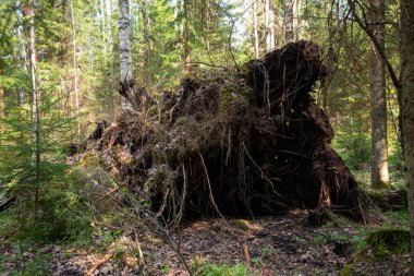 Fırtına ağacın büyük köklerini kırdı, yeşil bir ormanda tüm zemini kökünden söktü..