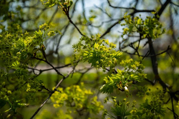 Közelkép Egy Zöld Borostyán Virág Egy Napsütéses Tavaszi Napon — Stock Fotó