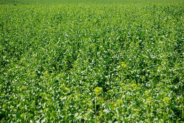 Patrón Violación Sin Azúcar Vasto Campo Flores Violación Material Fondo —  Fotos de Stock