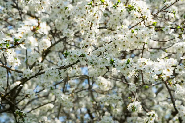 White Blooming Cherry Tree Natural Close Photography Spring Theme — Stock Photo, Image