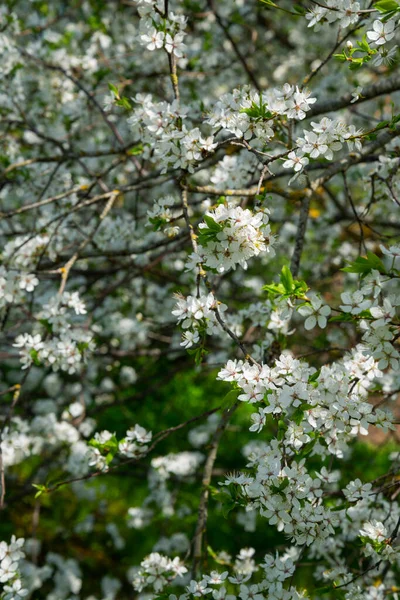 White Blooming Cherry Tree Natural Close Photography Spring Theme — Stock Photo, Image