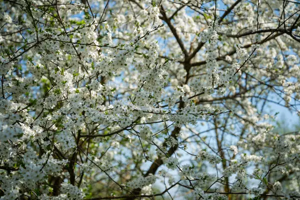 White Blooming Cherry Tree Natural Close Photography Spring Theme — Stock Photo, Image