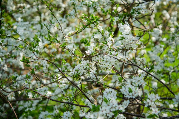 Rama Blanca Floreciente Primer Plano Día Soleado Concepto Naturaleza Primavera —  Fotos de Stock