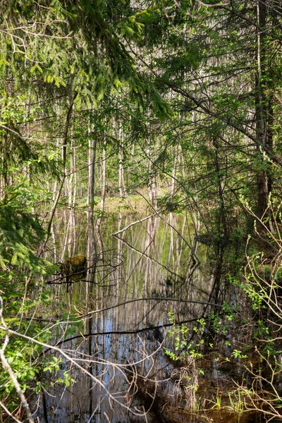 Río Bosque Con Coníferas Caídas Verdes Reflejo Perfecto Agua Día — Foto de Stock