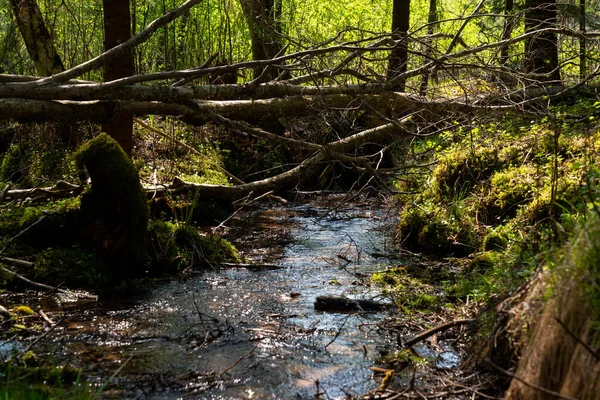 Маленька Лісова Річка Чистою Водою Над Якою Впала Стовбур Дерева — стокове фото