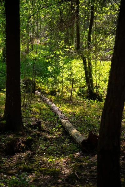 枯树树干在森林里被青苔青草折断了 — 图库照片