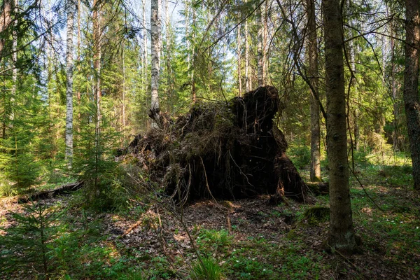 Fırtına ağacın büyük köklerini kırdı, yeşil bir ormanda tüm zemini kökünden söktü..