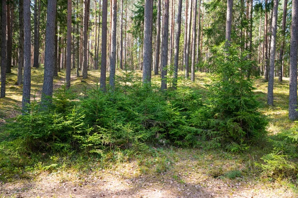 Nowy Wzrost Zielnych Świerków Sosnowym Lesie Zielonej Trawie Oświetlonej Letnim — Zdjęcie stockowe