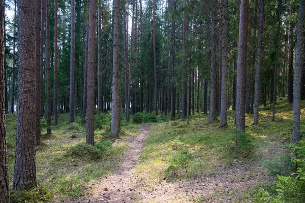 Drzewa Pnia Teksturowane Tło Wiosennym Lesie Bleech Kolorów — Zdjęcie stockowe