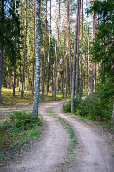 Piękna Żwirowa Ścieżka Letnim Lesie Drzewa Liśćmi — Zdjęcie stockowe