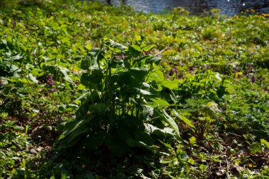 yeşil yaz çayırları çiçek ve çimenlerle soyut desen