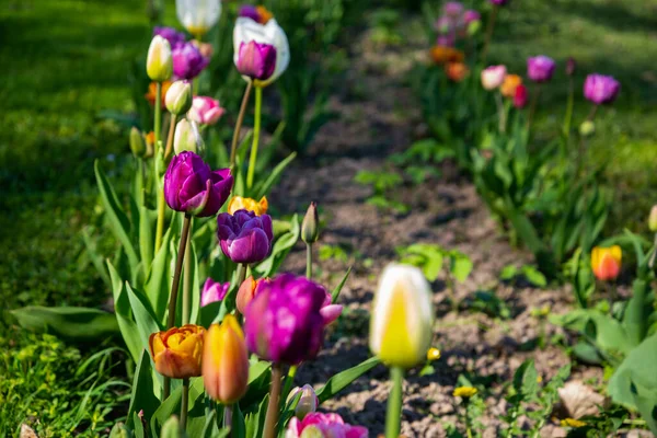 Grupo Tulipanes Coloridos Tulipán Flor Púrpura Iluminado Por Luz Del — Foto de Stock