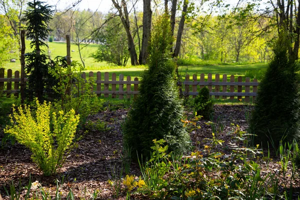 Jardim Paisagístico Com Lascas Madeira Onda Espalhada Com Arbustos Thuja — Fotografia de Stock