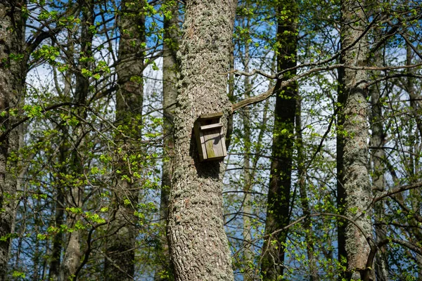 Wooden Bird Cage Nailed Tree Trunk Forest Tree Green Moss — Stock Photo, Image