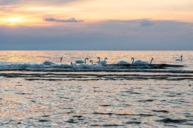 Beyaz kuğular gün batımında dalgalarla denizin mavi sularında yüzerler. Turuncu gün batımı ışığı deniz suyuna yansıyor..